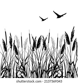 Black silhouette of reeds, sedge, cane, bulrush, or grass and flying ducks on a white background.Vector illustration.