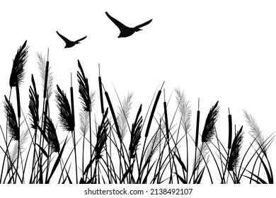 Black silhouette of reeds, sedge, cane, bulrush, or grass  and flying ducks on a white background.Vector illustration.