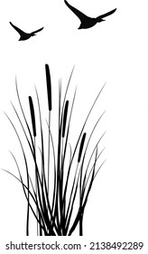 Black silhouette of reeds, sedge, cane, bulrush, or grass  and flying ducks on a white background.Vector illustration..Vector illustration.