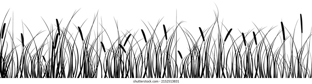 Black silhouette of reeds, sedge, cane, bulrush, or grass on a white background.Vector illustration.