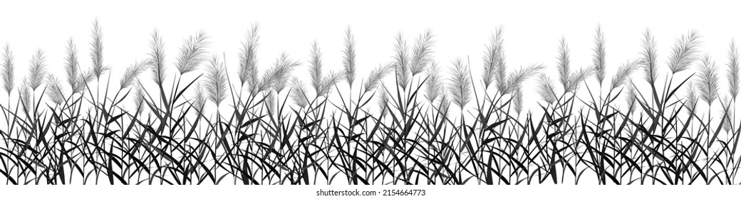 Black silhouette of reeds, sedge, cane, bulrush, or grass on a white background.Vector illustration.