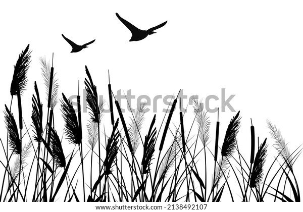 Black\
silhouette of reeds, sedge, cane, bulrush, or grass  and flying\
ducks on a white background.Vector\
illustration.