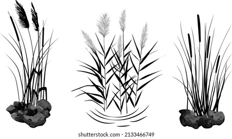 Black silhouette of reeds, sedge,  stone,cane, bulrush, or grass on a white background.Vector illustration.