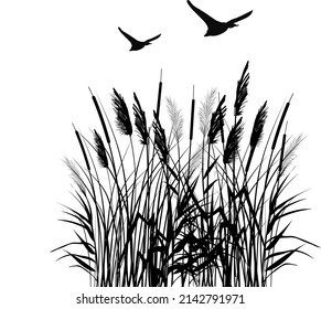 Black silhouette of reeds, sedge,  stone,cane, bulrush, or grass on a white background.Vector illustration.