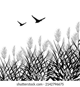 Black silhouette of reeds, sedge,  stone,cane, bulrush, or grass on a white background.Vector illustration.