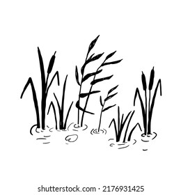 Black silhouette of reeds in swamp or pond. Vector doodle illustration of wetland isolated on white background. Ink sketch