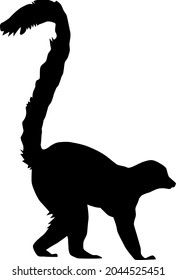 black silhouette of Ring-tailed lemur (Lemur catta) from side with tail up, vector illustratin isolated on white background, realistic outline