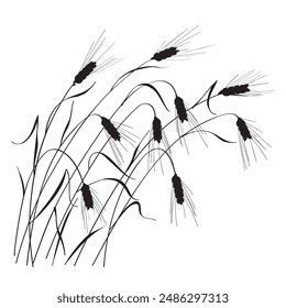 Black silhouette of ripe wheat ears isolated on white background. Hand drawn dry cereals plant with stem, grain and spike. Organic food concept.  Vector illustration of stylized wheat spikelet bunch.