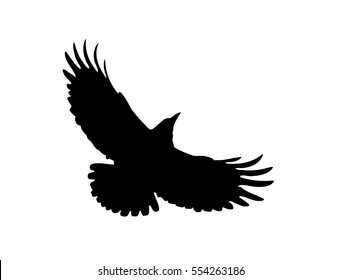 The Black Silhouette of a Rook. Flight of Dark Crow. Vector Illustration with Wild Bird with Wide-spread wings. Symbol of Freedom