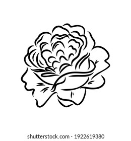 Black silhouette of rose isolated over white. Vector illustration. rose, vector sketch on a white background