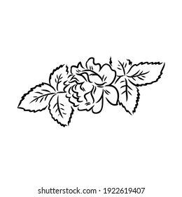 Black silhouette of rose isolated over white. Vector illustration. rose, vector sketch on a white background
