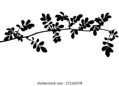 Black silhouette of rose twig isolated on white
