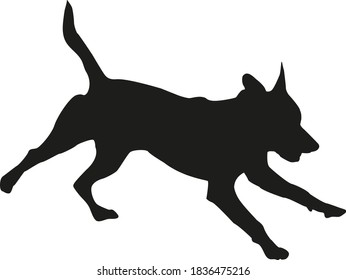 Black silhouette of running american pit bull terrier puppy. Isolated on a white background. Vector illustration.