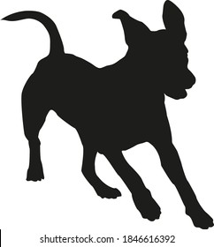 Black silhouette of running american staffordshire terrier puppy. Isolated on a white background. Vector illustration.