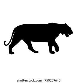 black silhouette of running tiger on white background of vector illustration