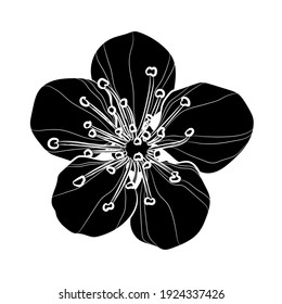 Black silhouette of sakura flower on white background. Vector illustration.
