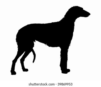 The black silhouette of a scottish Deerhound