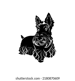 Black silhouette of the Scottish terrier on white background. Graphic drawing. Vector illustration.