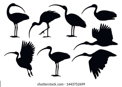 Black silhouette set of american white ibis flat vector illustration cartoon animal design white bird with red beak on white background side view