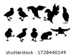 Black silhouette set of atlantic puffin bird in different poses cartoon animal design flat vector illustration isolated on white background