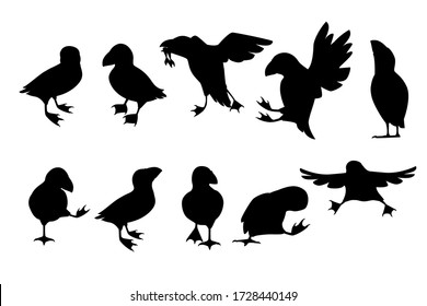 Black silhouette set of atlantic puffin bird in different poses cartoon animal design flat vector illustration isolated on white background svg