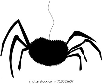 Black silhouette of spider isolated white background . Icon, clip art, vector illustration. . 