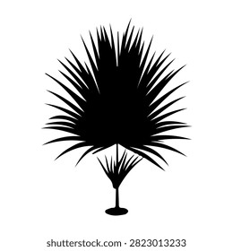 A black silhouette of a spiky palm tree with detailed fronds and trunk, isolated on a white background, emphasizing its unique shape and texture.