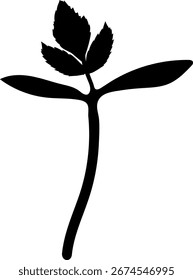 Black silhouette of sprout of  rowan tree (Sorbus aucuparia) isolated on white background	
