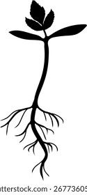 Schwarze Silhouette von Spross von Eberesche (Sorbus aucuparia) mit Wurzelsystem einzeln auf weißem Hintergrund	
