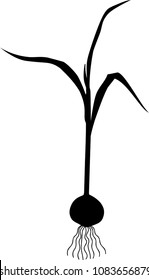 Black silhouette of sprouted garlic bulb on white background