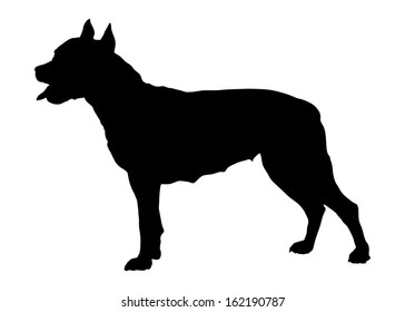 Black silhouette Staffordshire Bull Terrier purebred dog . Vector black portrait of dog isolated on white background.