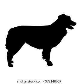 A black silhouette of a standing Australian Shepherd