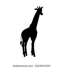 Black silhouette of standing giraffe flat style, vector illustration isolated on white background. African exotic animal, long neck, decorative design element