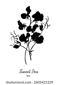 Black silhouette of Sweet Pea April birth month flower. Modern minimalist hand drawn design for logo, tattoo, wall art, poster. vector flat illustration isolated on white background