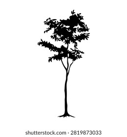 A black silhouette of a tall, slender tree with sparse leaves against a white background, emphasizing its shape and structure.