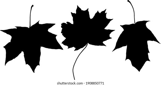 black silhouette of three maple leaves isolated on white background.