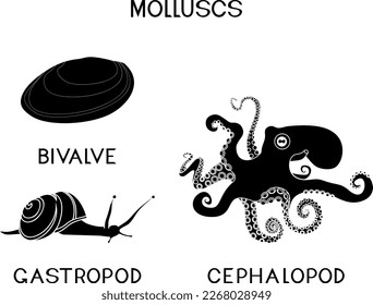 Schwarze Silhouette von drei Arten von Weichtieren: Cephalopod, Gastropod, Biventil. Unterrichtsmaterial für Biologie