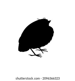 Black silhouette of thrush chick isolated on white background