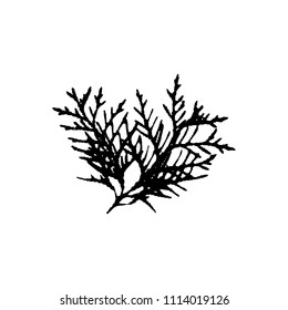 Black silhouette with thuja leaf of tree. Single isolated clipart. Prints of leaves on branch. Flora and nature theme for paper cutting scrapbook design