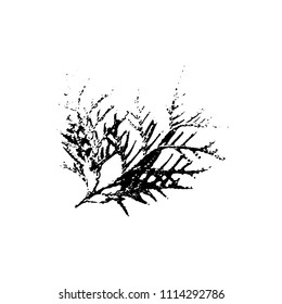 Black silhouette with thuja leaf of tree. Single isolated clipart. Prints of leaves on branch. Flora and nature theme for paper cutting scrapbook design