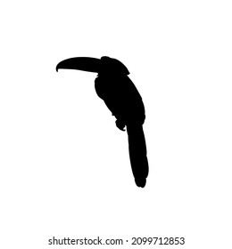 Black silhouette of a toucan (collared aracari) on white background. Graphic drawing. Vector illustration.