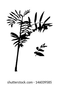 black silhouette of tree leaves