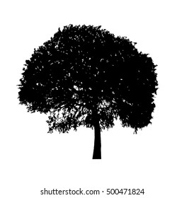 Black silhouette tree willow with leaves on a white background.  Vector Illustration.