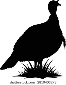 Black silhouette turkey bird standing on grass isolated image