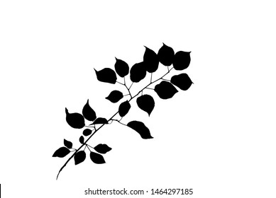 Black silhouette of twig of wild fruit tree isolated on white, vector illustration