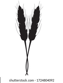 Black silhouette of two realistic spikelets of wheat icon in isolate on a white background. Vector illustration.