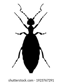 Black silhouette of a Violet oil beetle on white