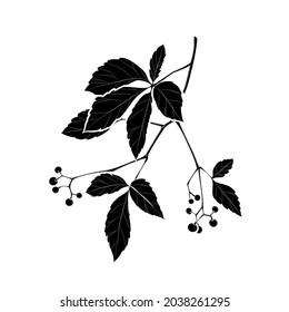 Silueta negra de virginia creeper (Parthenocissus quinquefolia) sobre fondo blanco. Dibujo gráfico. Ilustración vectorial.