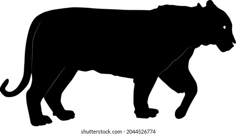 black silhouette of walking bengal tiger (Panthera tigris tigris) from side, vector illustratin isolated on white background, realistic outline