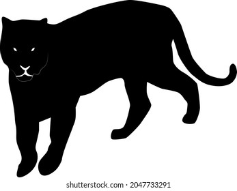 black silhouette of walking bengal tiger (Panthera tigris tigris) going forward, vector illustratin isolated on white background, realistic outline